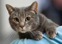 European Shorthair